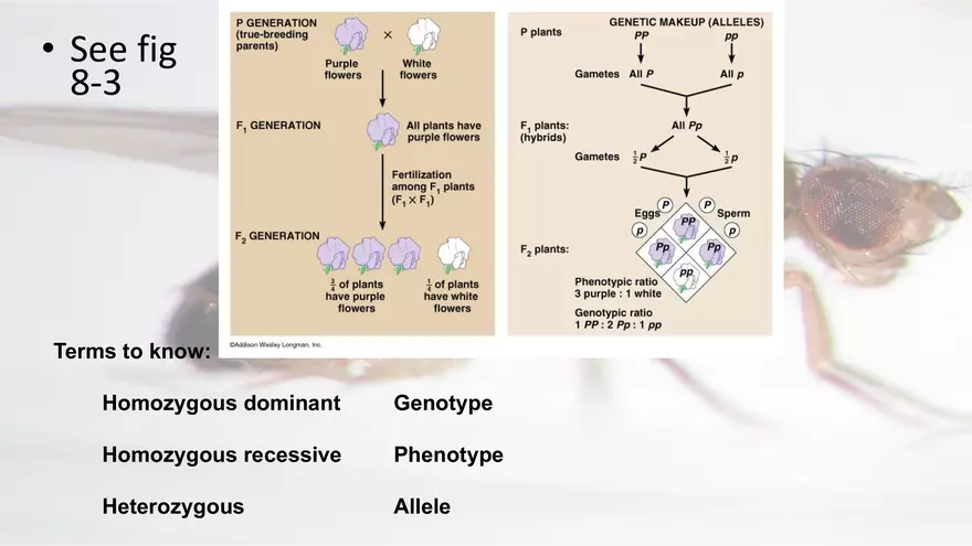 Mendelian Genetics Open Stax - Page 74