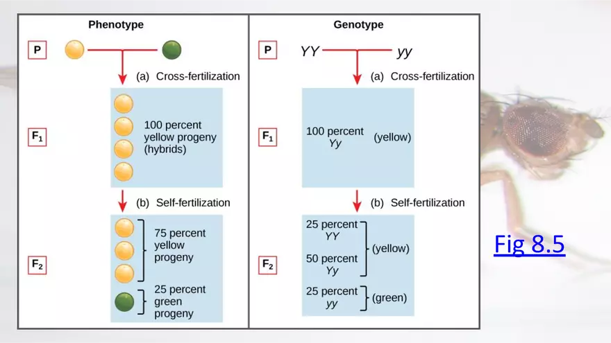 Mendelian Genetics Open Stax - Page 75