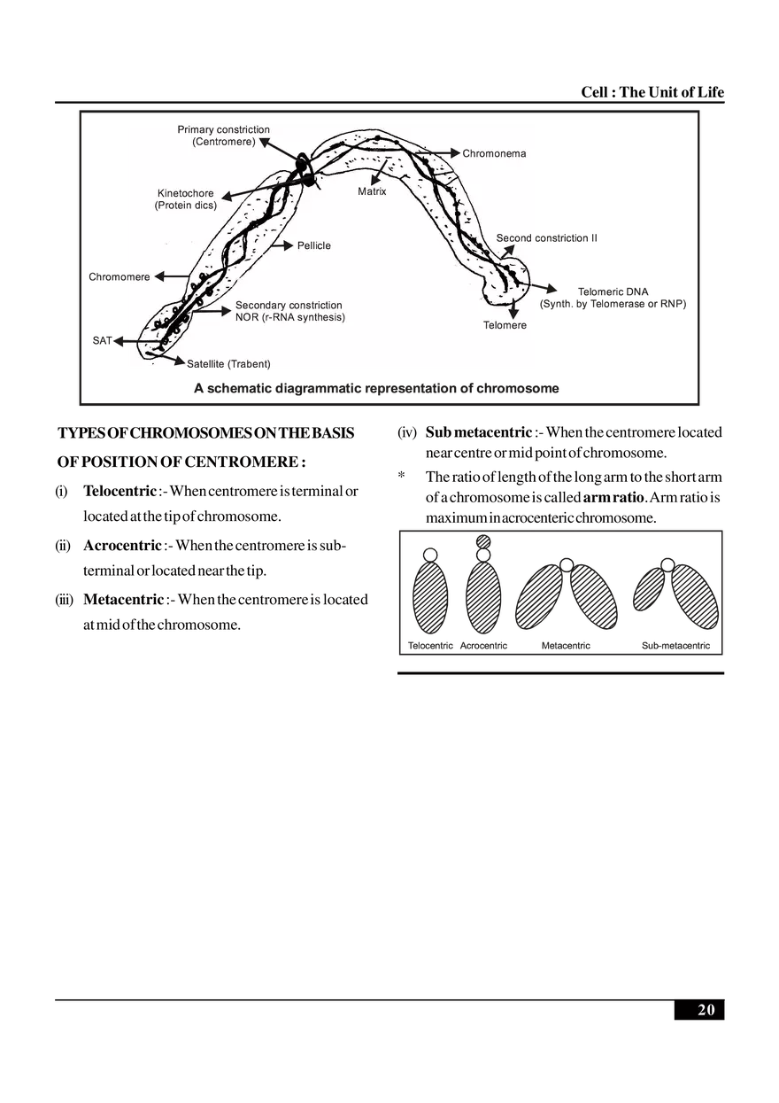 Cell  The Unit of Life - Page 12