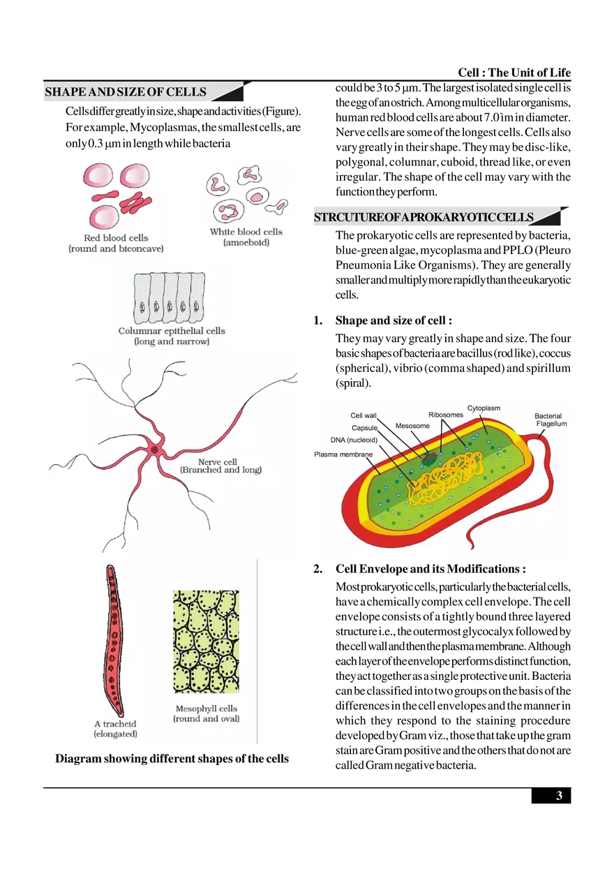 Cell  The Unit of Life - Page 13