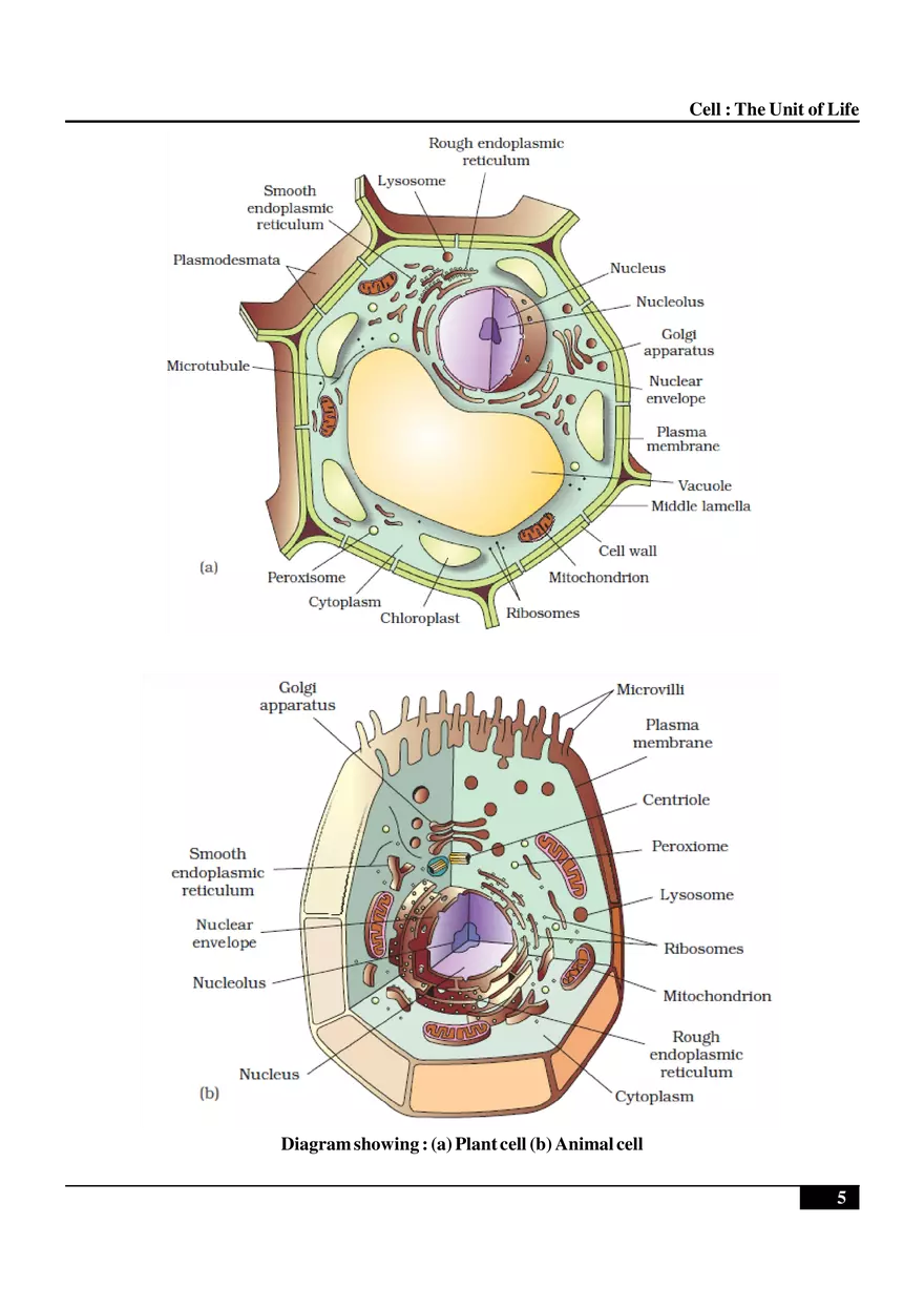 Cell  The Unit of Life - Page 15