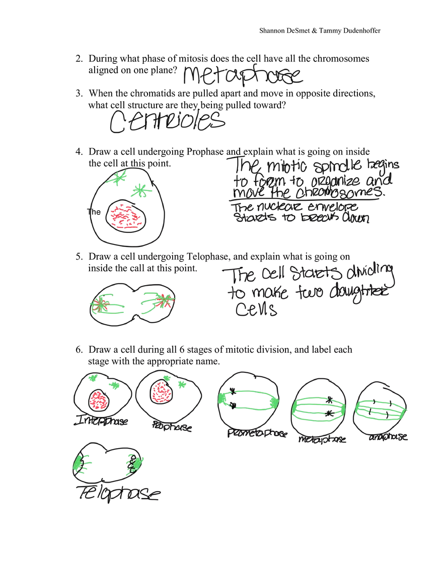 Cell’s Alive- Mitosis: An Interactive Animation - Page 4