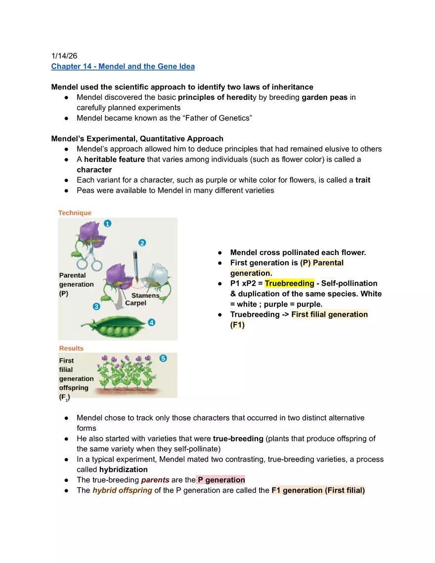 Meiosis and the Sexual Life Cycle - Page 7