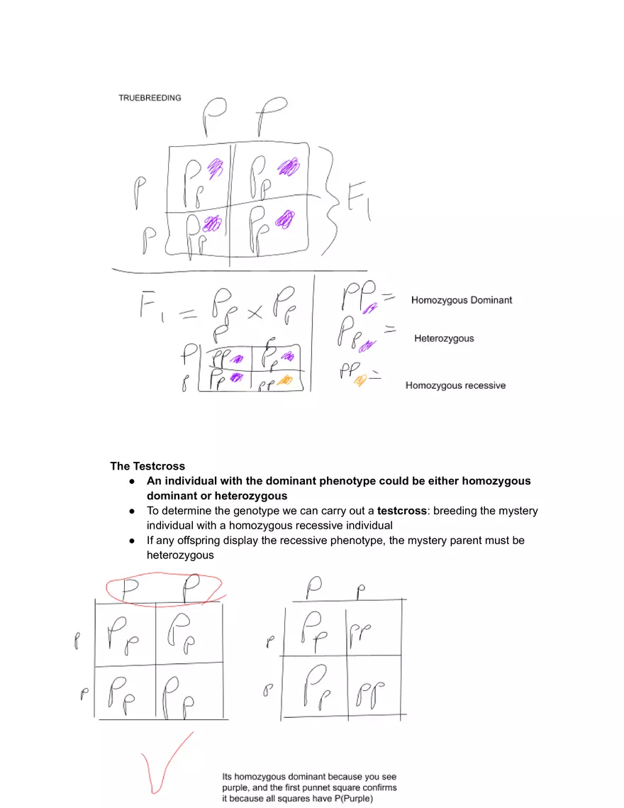Meiosis and the Sexual Life Cycle - Page 11