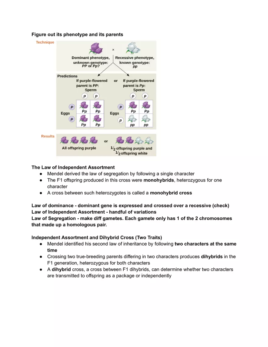 Meiosis and the Sexual Life Cycle - Page 12