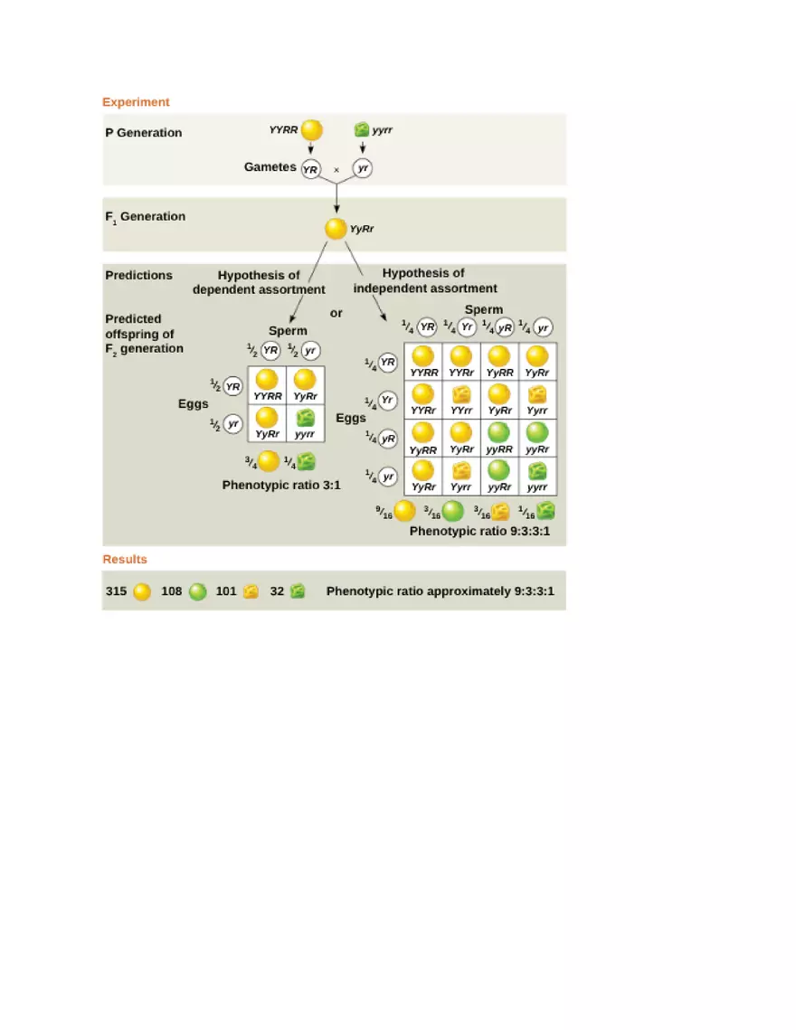 Meiosis and the Sexual Life Cycle - Page 14