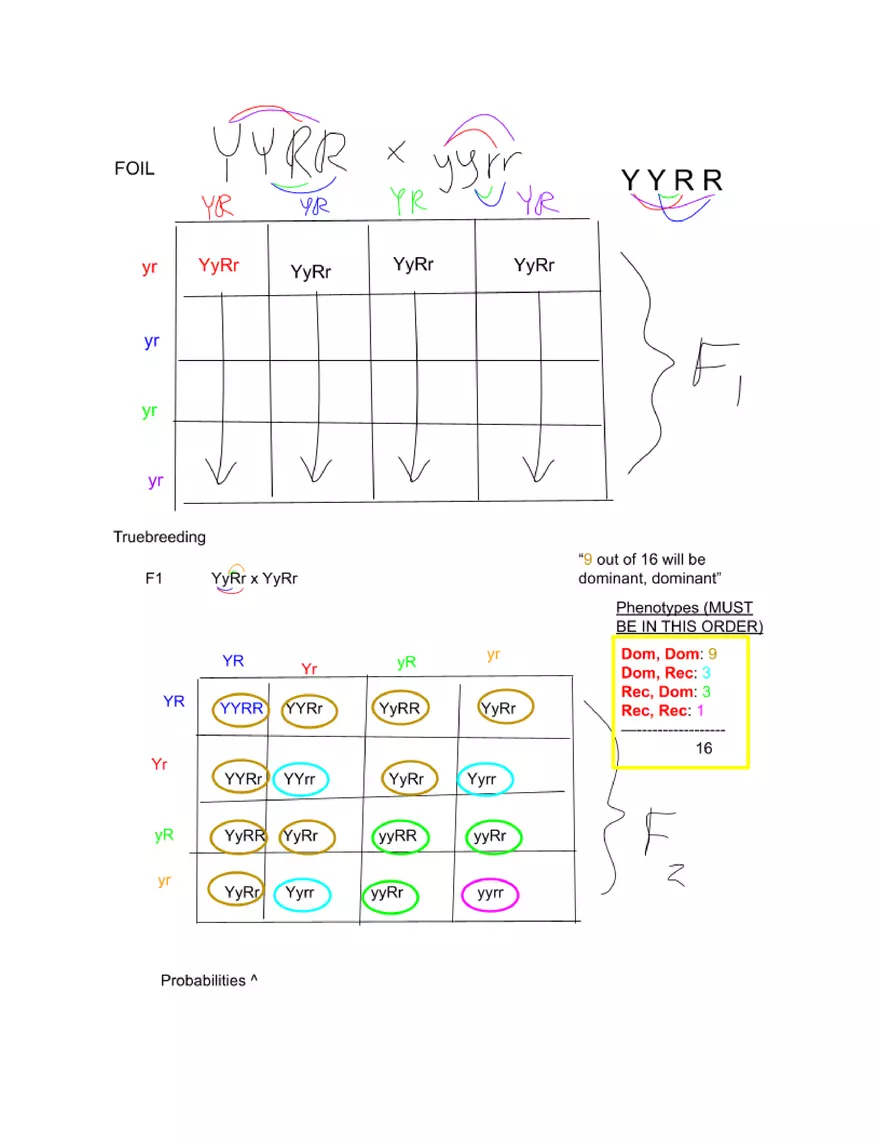 Meiosis and the Sexual Life Cycle - Page 15