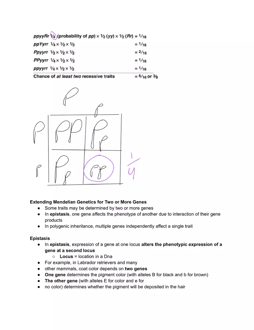 Meiosis and the Sexual Life Cycle - Page 21