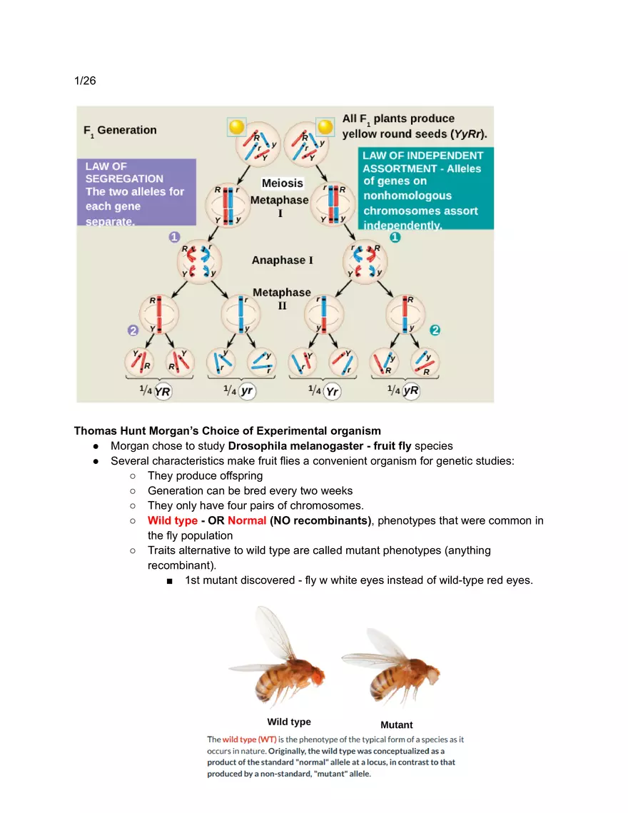 Meiosis and the Sexual Life Cycle - Page 26