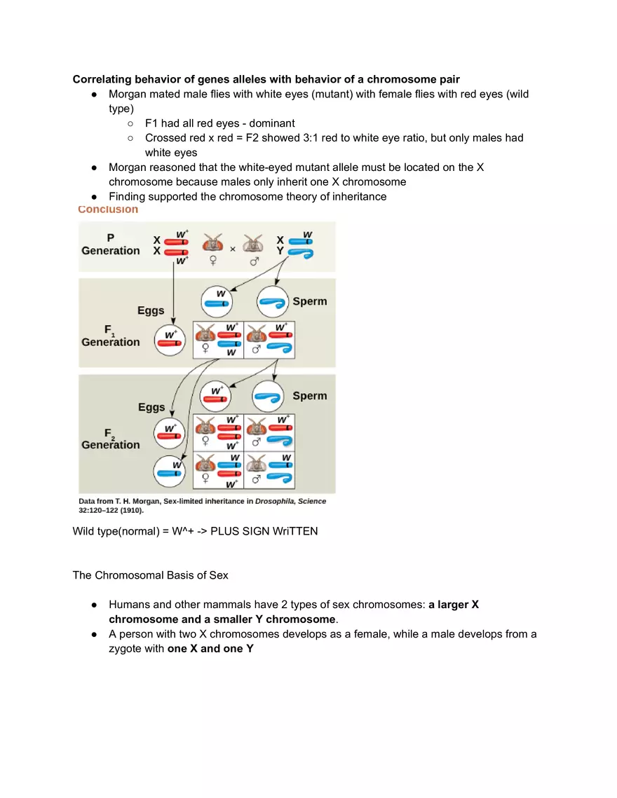 Meiosis and the Sexual Life Cycle - Page 27