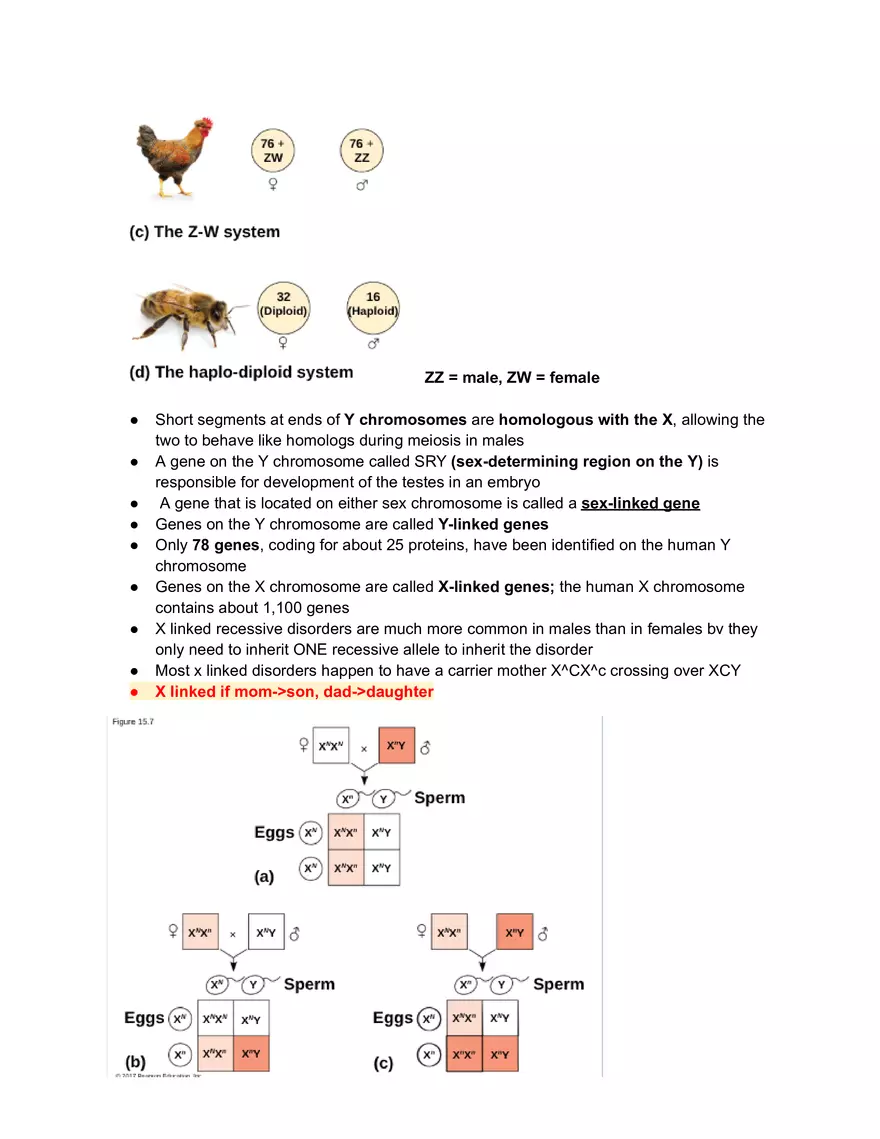 Meiosis and the Sexual Life Cycle - Page 28