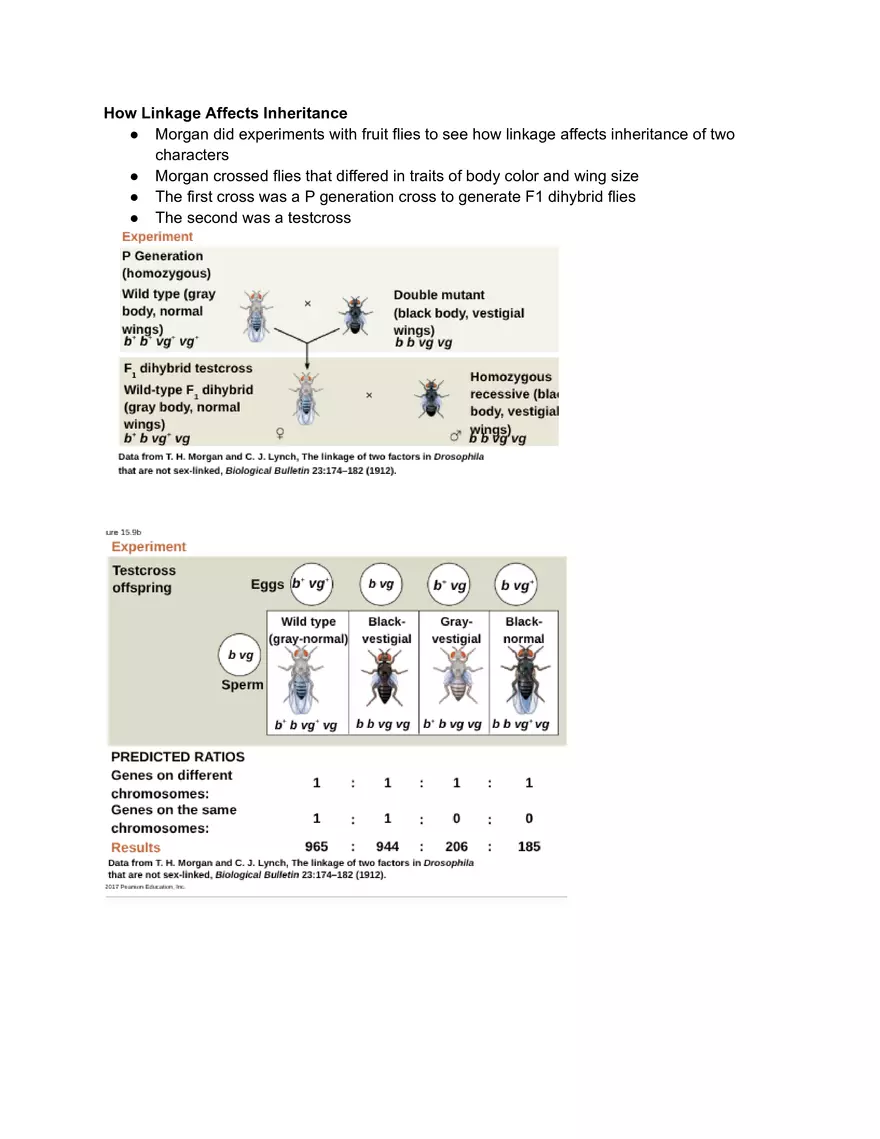 Meiosis and the Sexual Life Cycle - Page 30