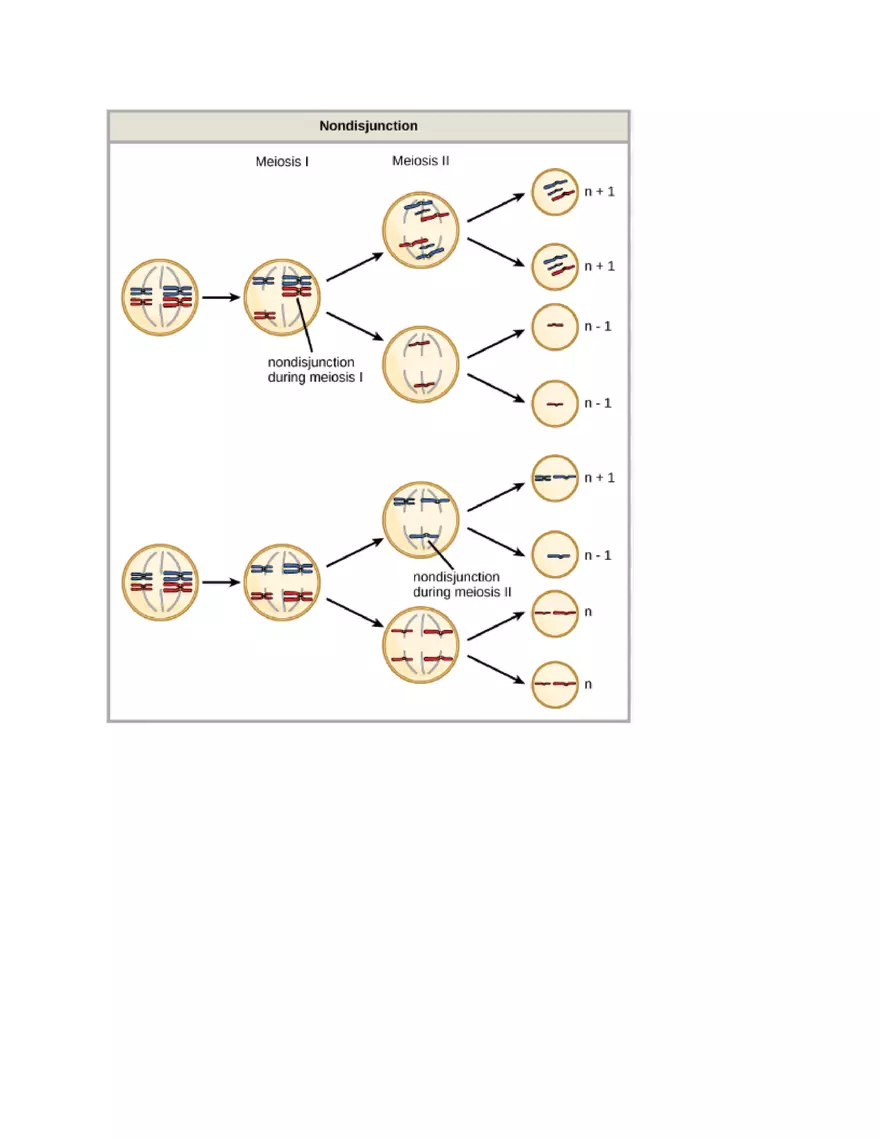 Meiosis and the Sexual Life Cycle - Page 33