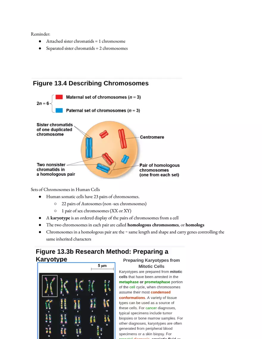 Meiosis and the Sexual Life Cycle - Page 35