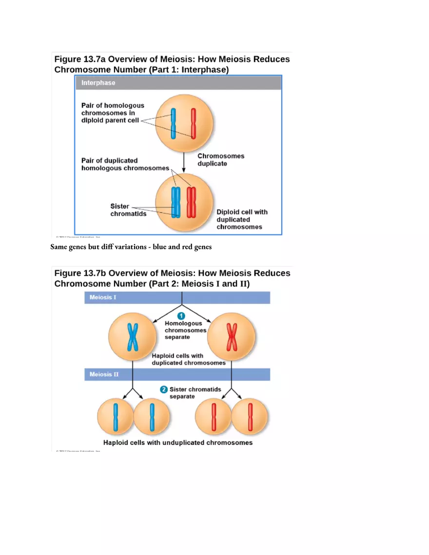 Meiosis and the Sexual Life Cycle - Page 39