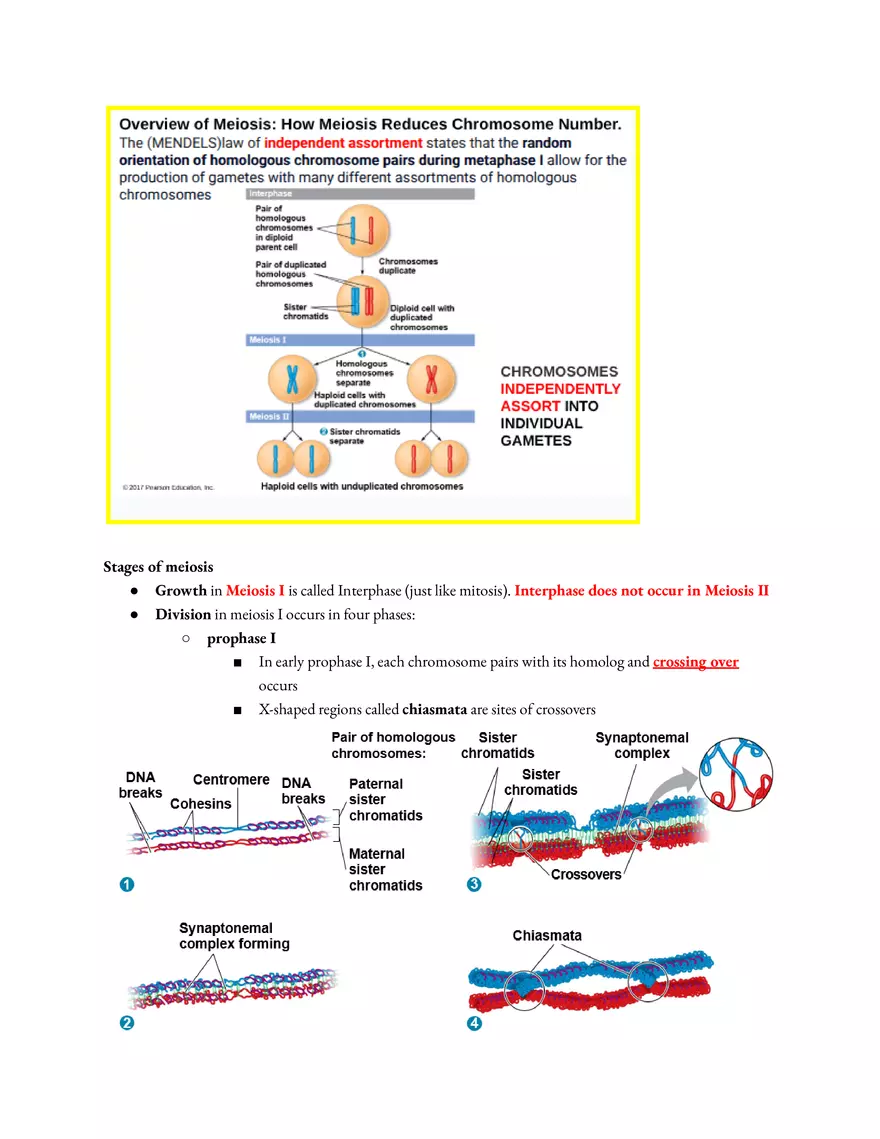 Meiosis and the Sexual Life Cycle - Page 40
