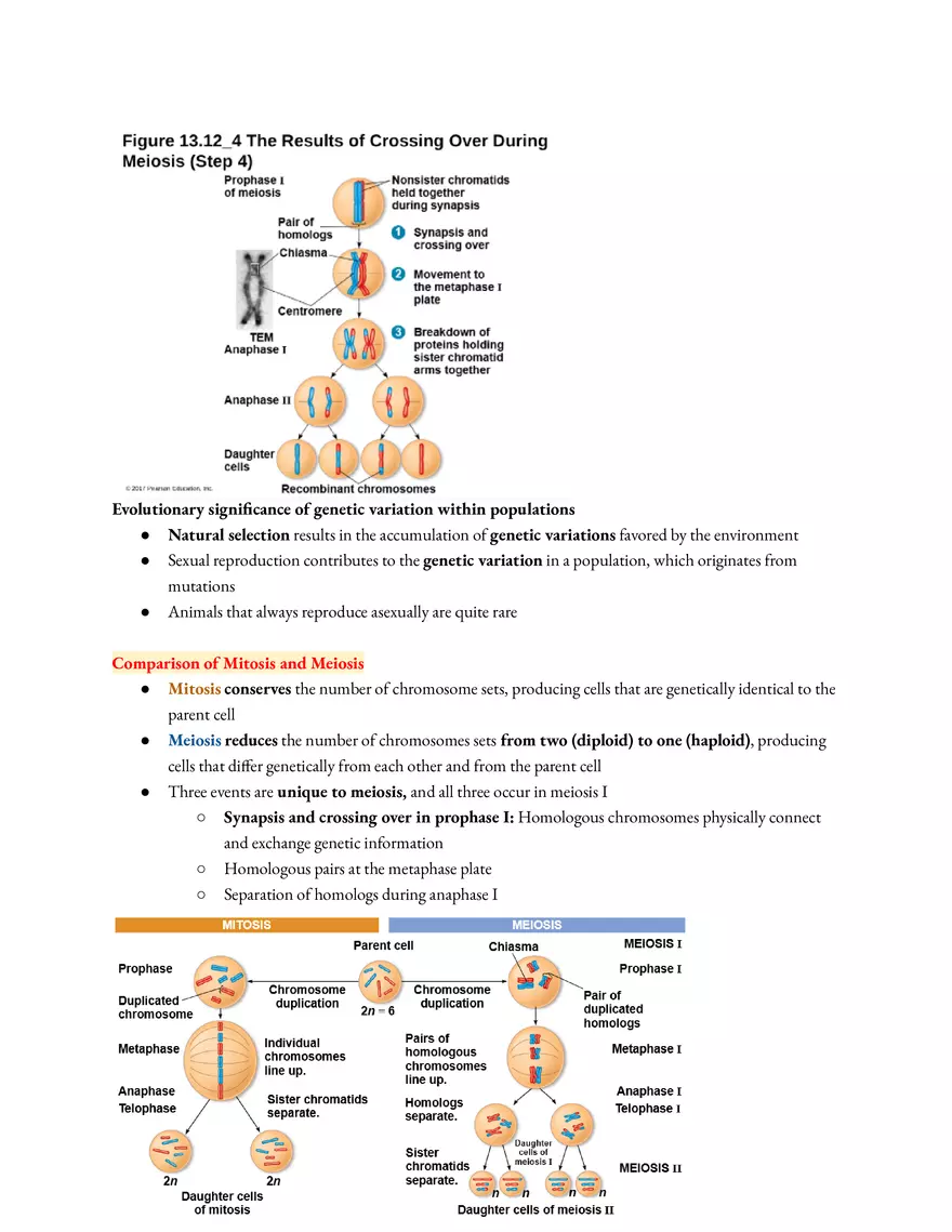 Meiosis and the Sexual Life Cycle - Page 3