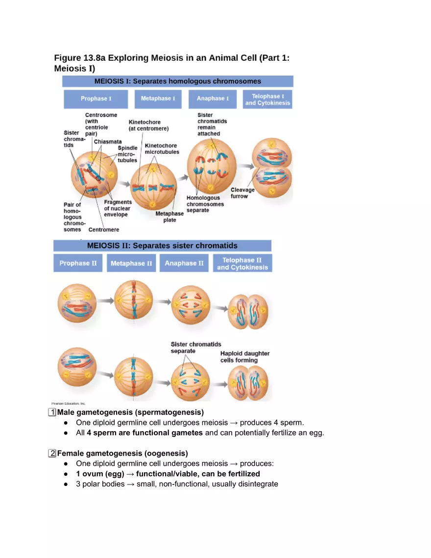 Meiosis and the Sexual Life Cycle - Page 5