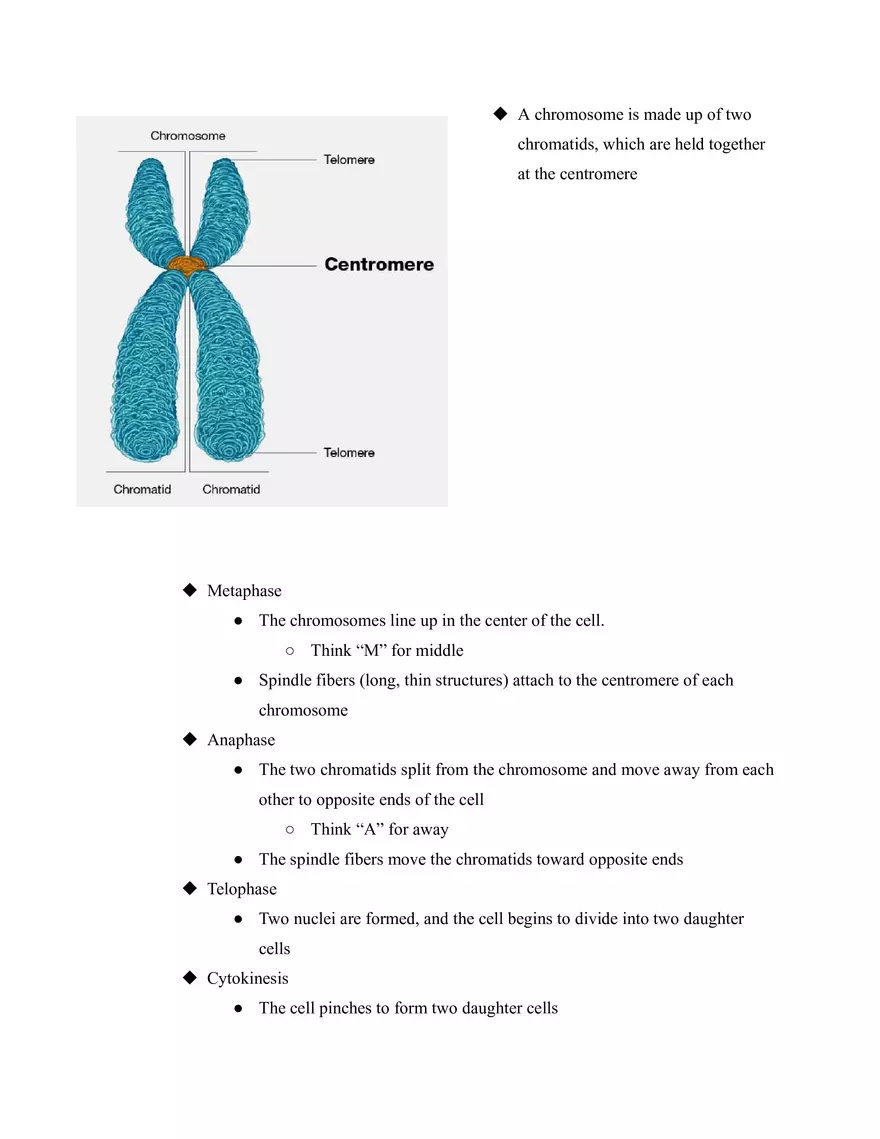 Mitosis - Page 2