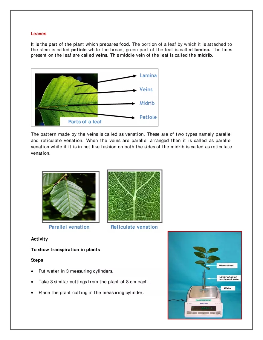 Parts of a Plant - Page 2