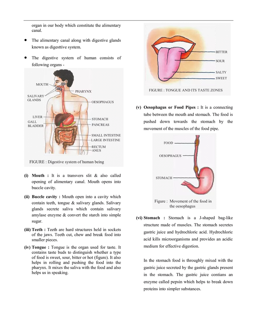 Nutrition in Animals Notes - Page 2