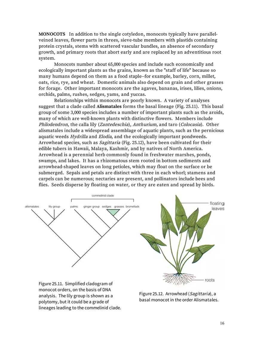 Chapter 25: Angiosperms - Page 8