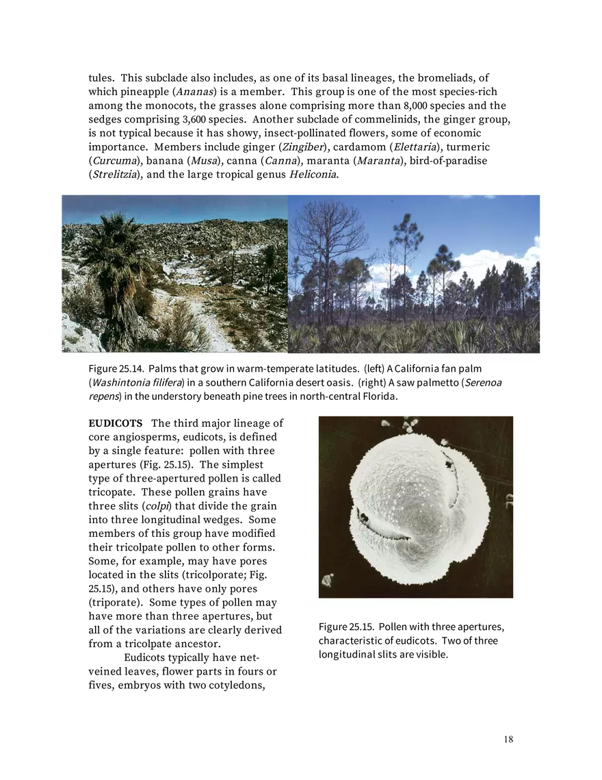 Chapter 25: Angiosperms - Page 10