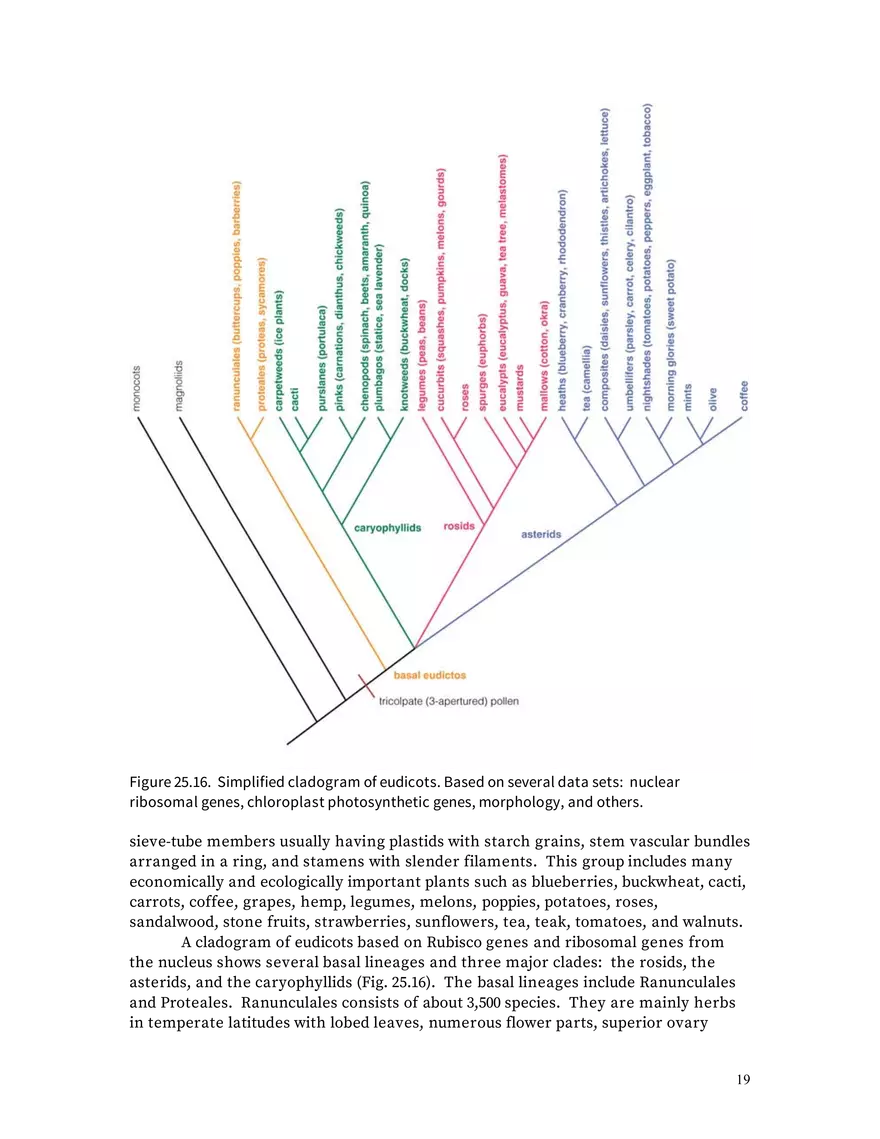 Chapter 25: Angiosperms - Page 11