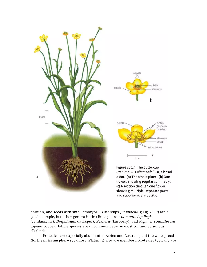 Chapter 25: Angiosperms - Page 12