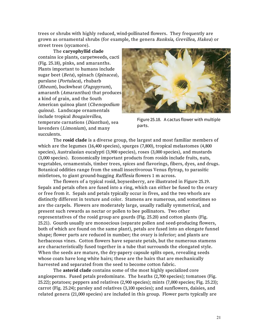 Chapter 25: Angiosperms - Page 14