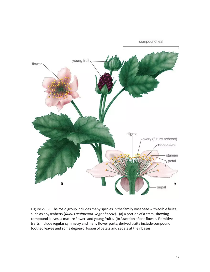 Chapter 25: Angiosperms - Page 15