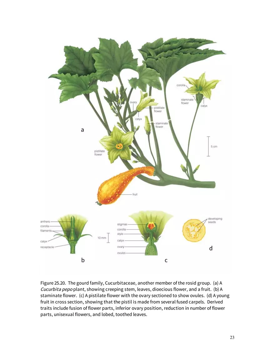 Chapter 25: Angiosperms - Page 16