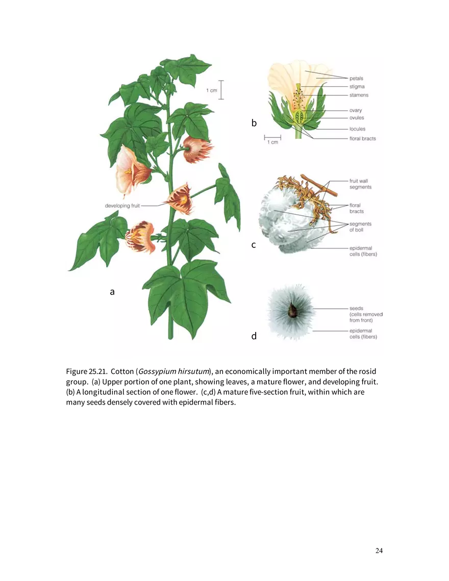 Chapter 25: Angiosperms - Page 17