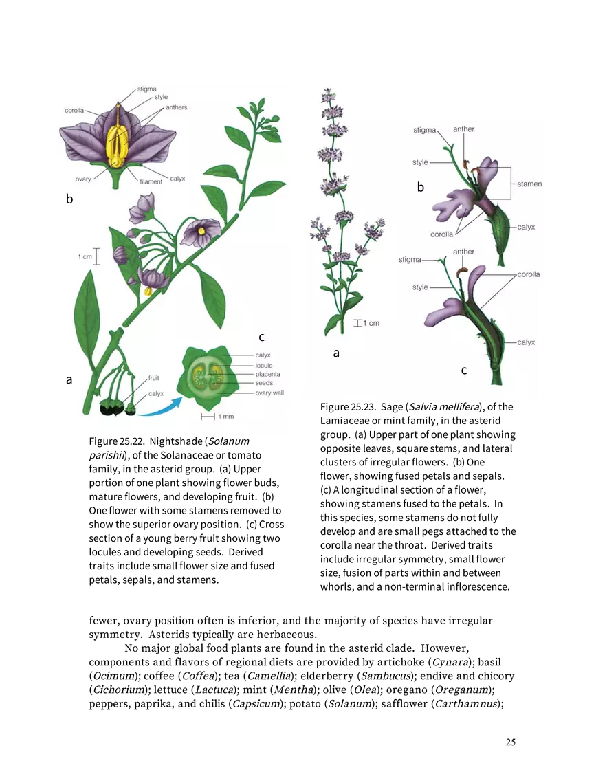 Chapter 25: Angiosperms - Page 18