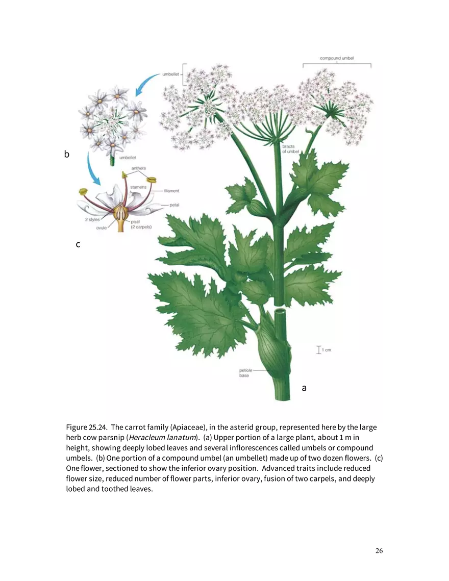 Chapter 25: Angiosperms - Page 19