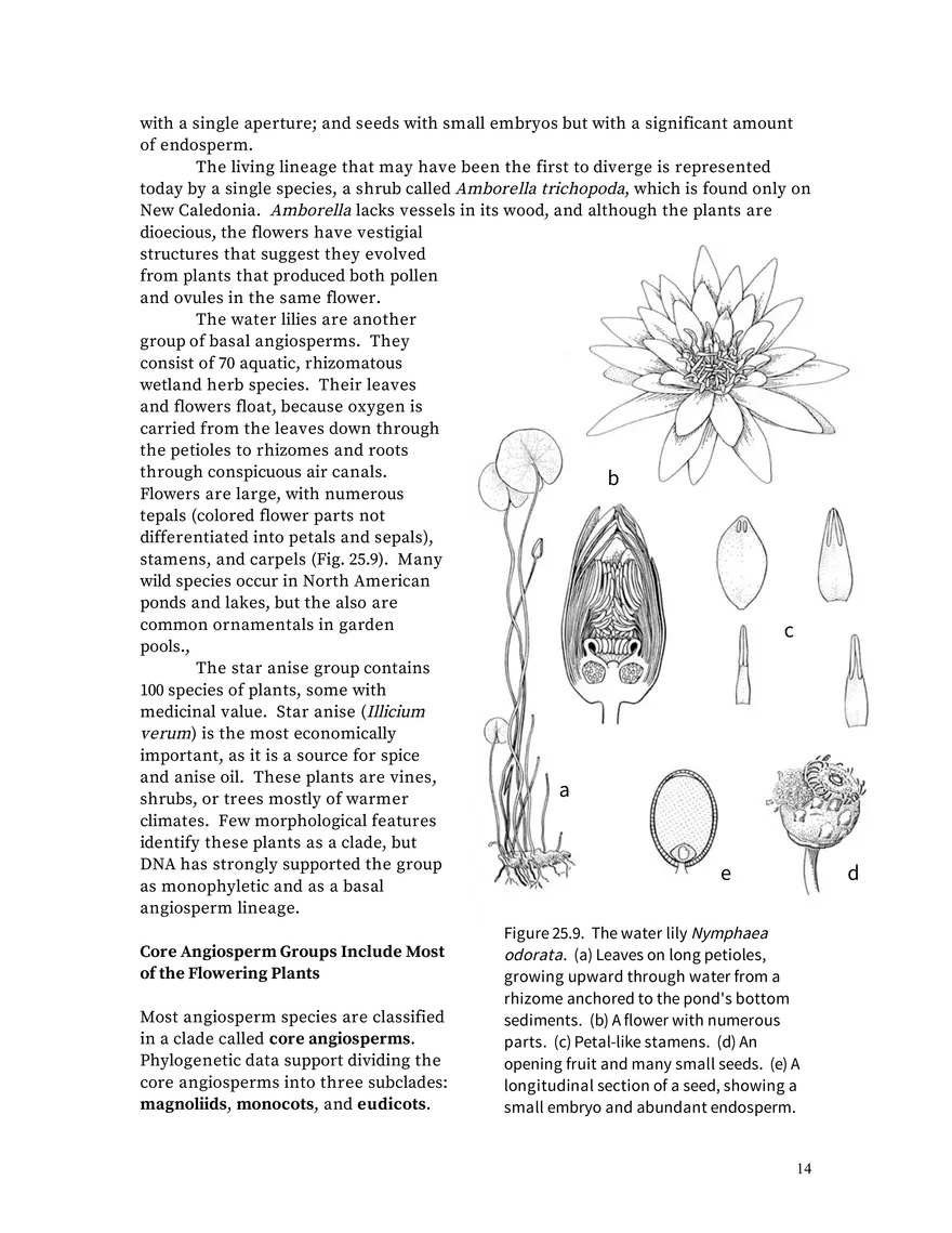 Chapter 25: Angiosperms - Page 6