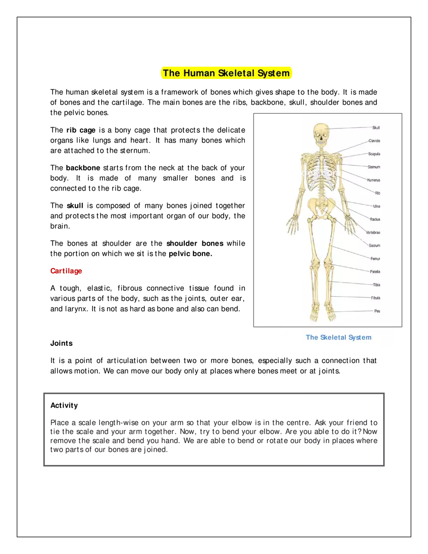 The Human Skeletal System - Page 1