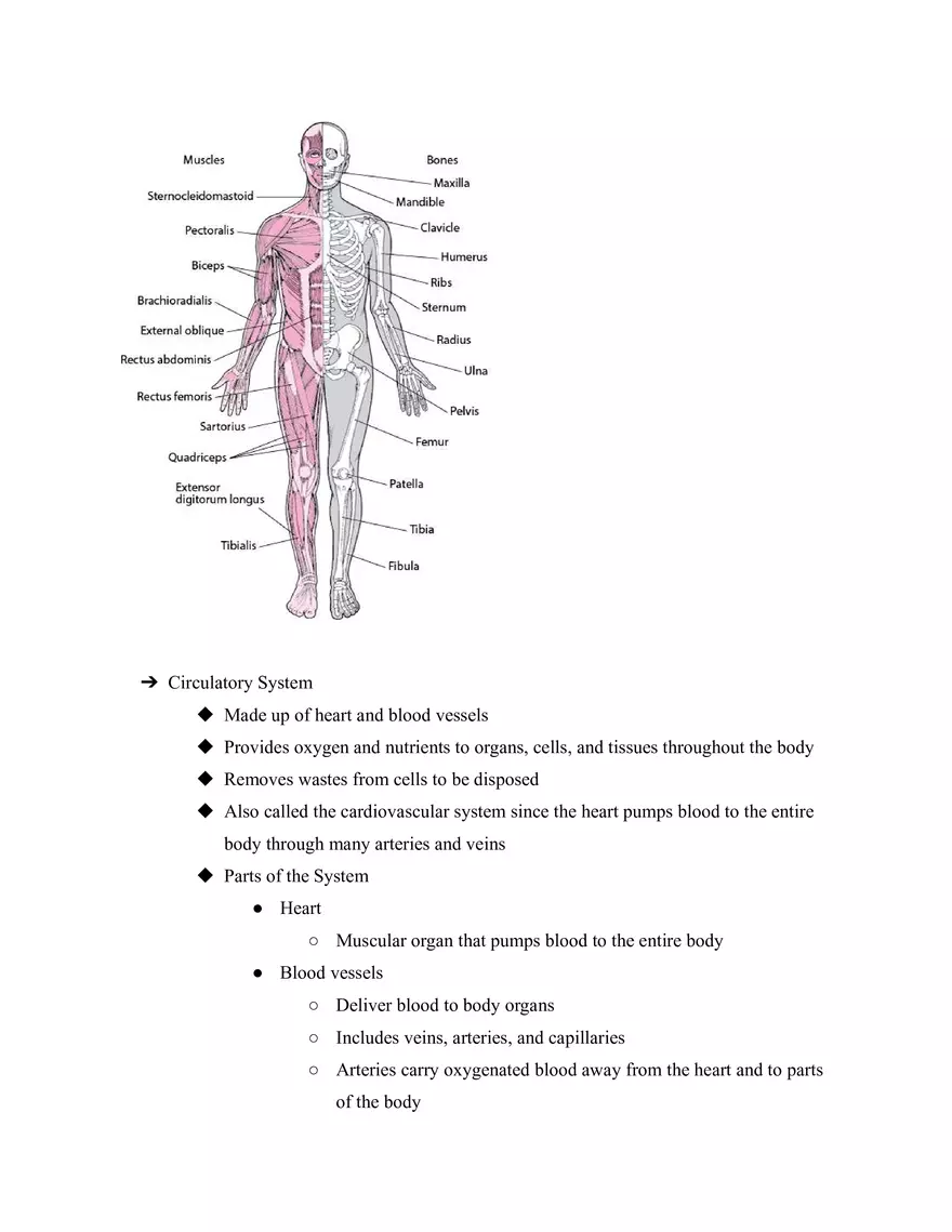 Body Systems - Page 7