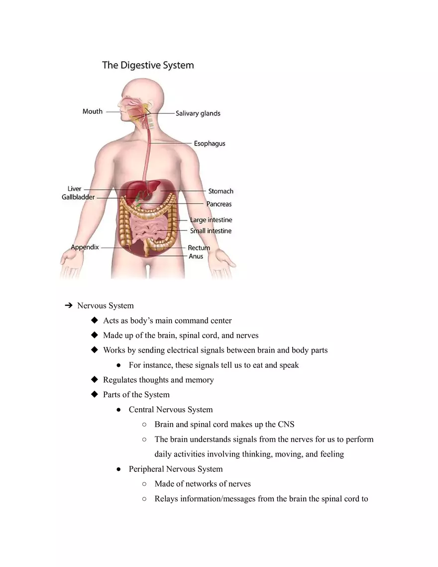 Body Systems - Page 4