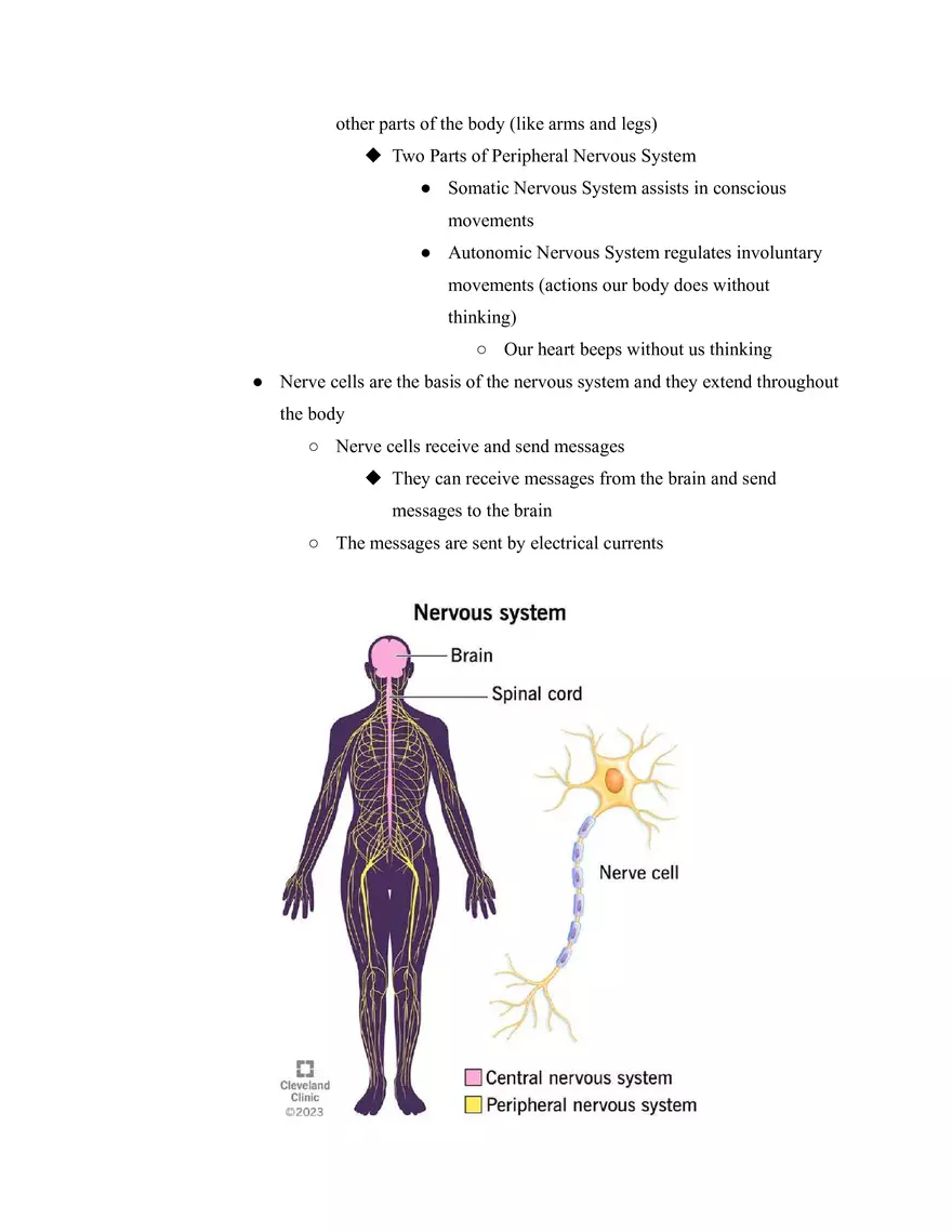 Body Systems - Page 5