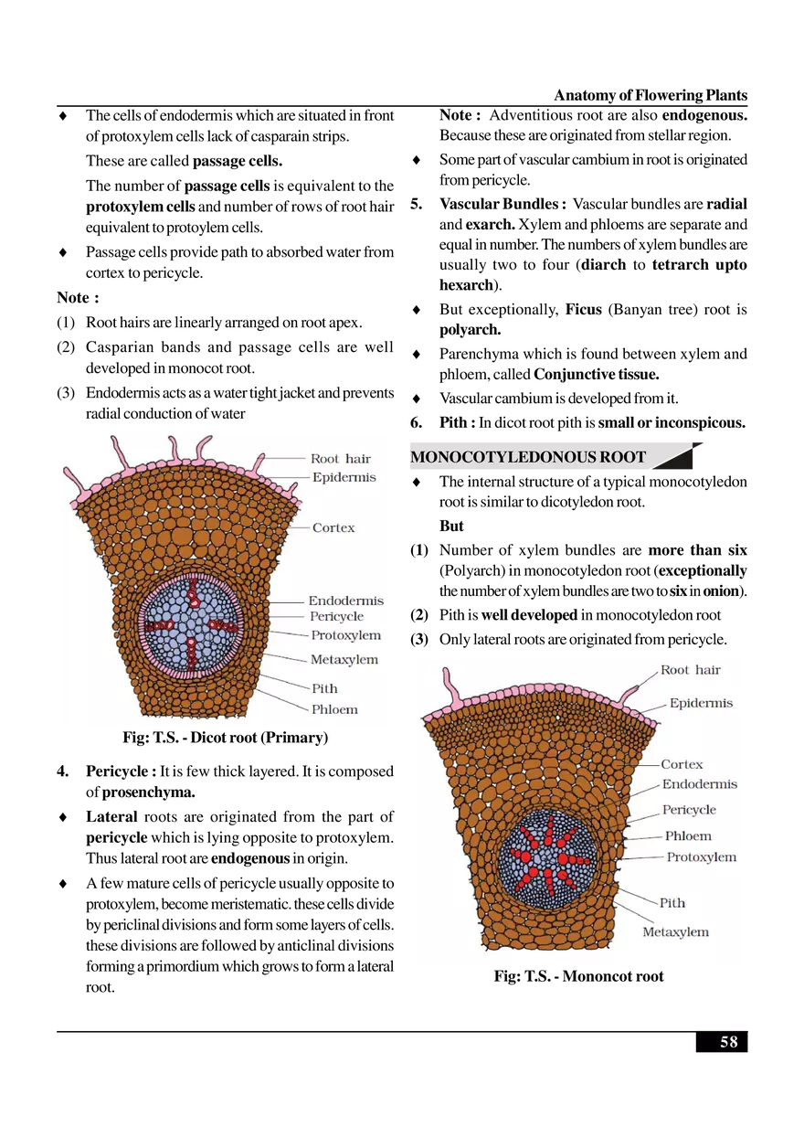 Anatomy of Flowering Plants - Page 7