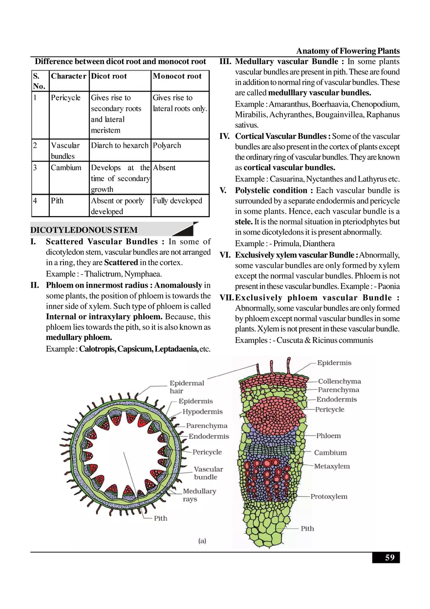 Anatomy of Flowering Plants - Page 8