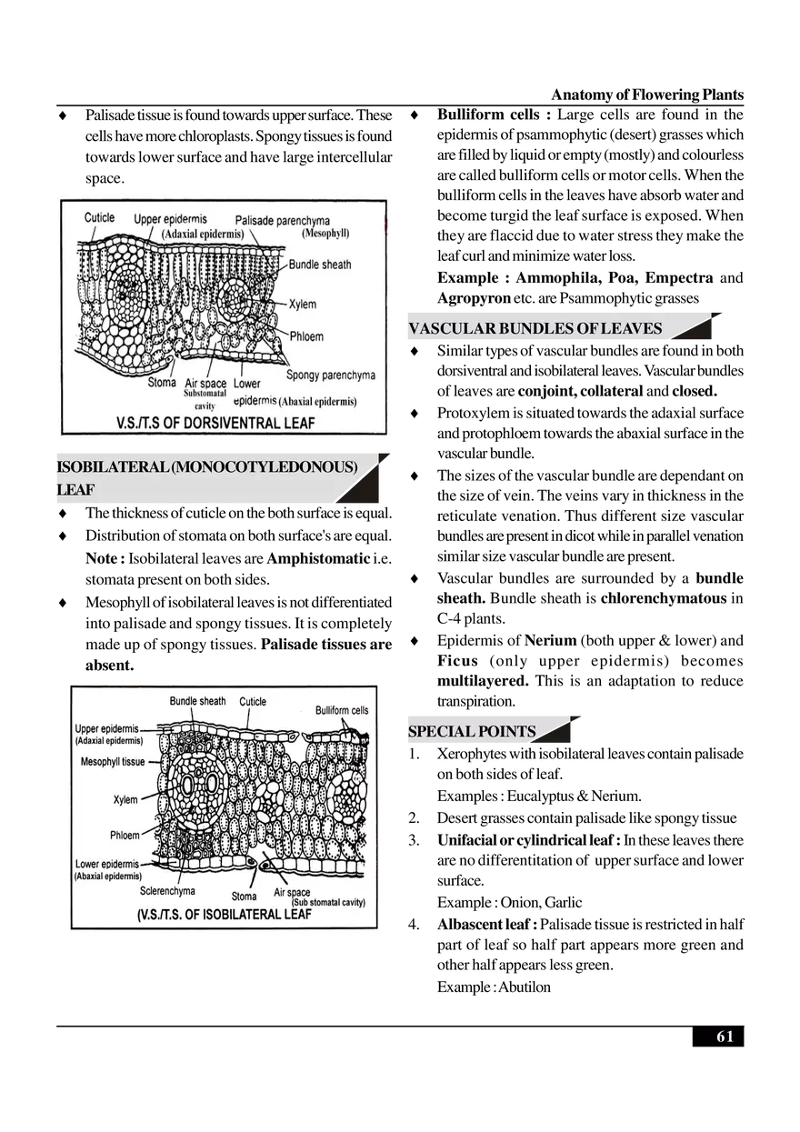 Anatomy of Flowering Plants - Page 10