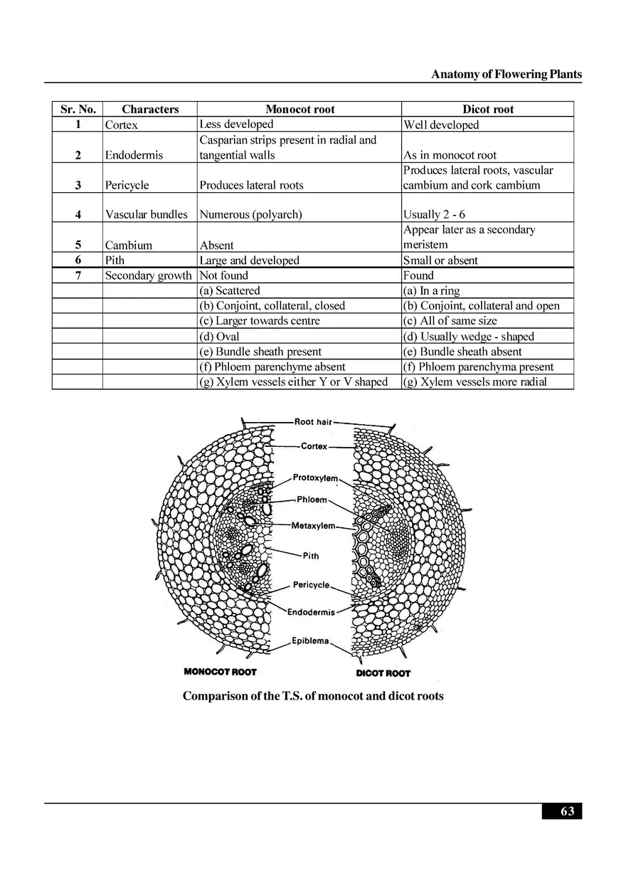 Anatomy of Flowering Plants - Page 12