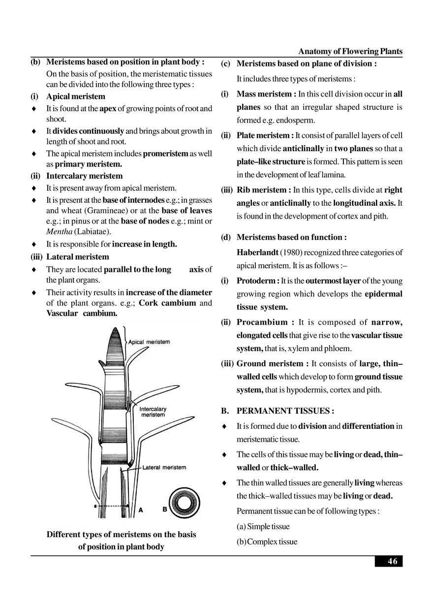 Anatomy of Flowering Plants - Page 13