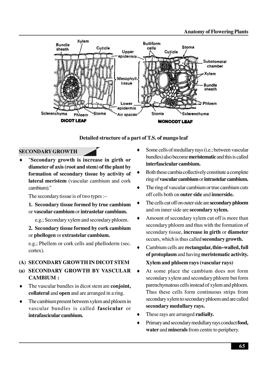 Anatomy of Flowering Plants - Page 15