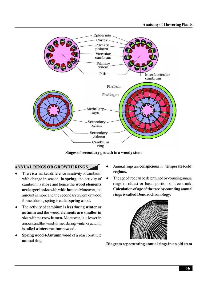 Anatomy of Flowering Plants - Page 16