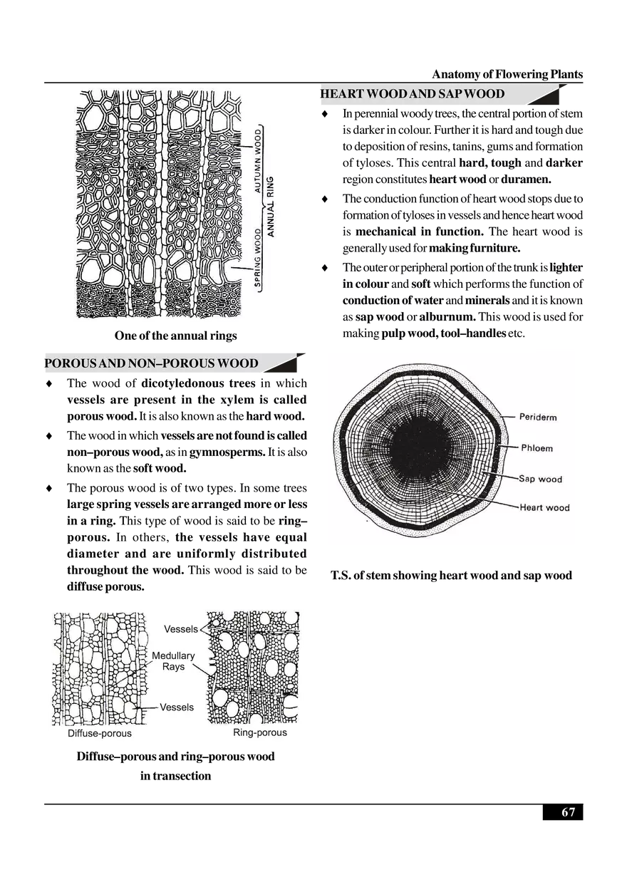 Anatomy of Flowering Plants - Page 17