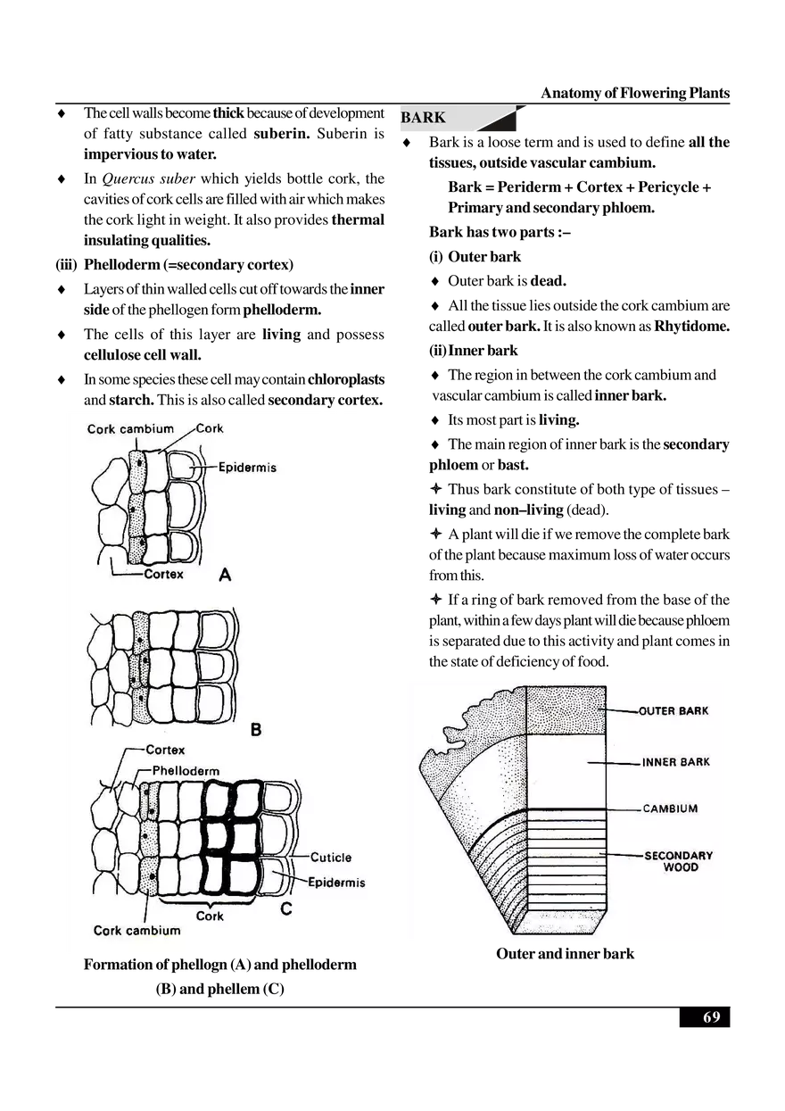 Anatomy of Flowering Plants - Page 19