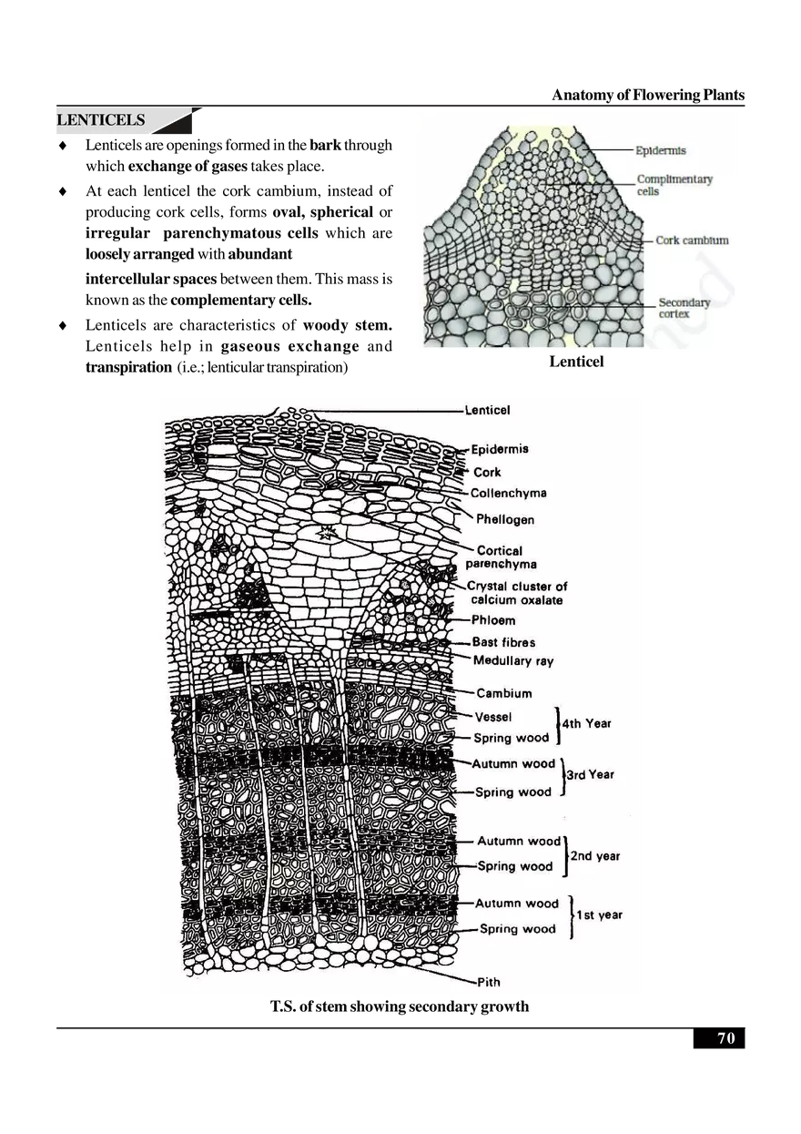 Anatomy of Flowering Plants - Page 20